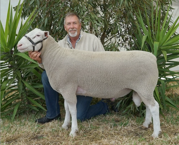 Detpa Grove 220128 White Suffolk Sheep